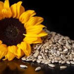 Sementes de girassol: 6 razões pelas quais essas sementes podem ajudar a melhorar sua saúde